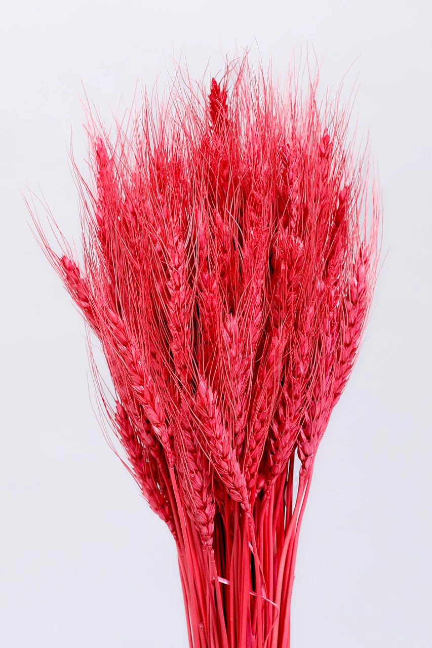 WHEATGRASS-RED COLOUR